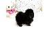 PoulaTo: Pomeranian κουτάβια - Ready 60Euro